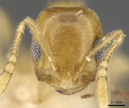 Monomorium disetigerum - CASENT0902302