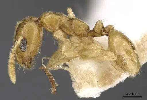 Monomorium disetigerum - CASENT0902302