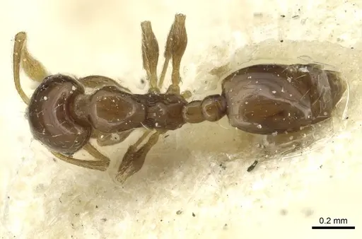 Monomorium disoriente specimen