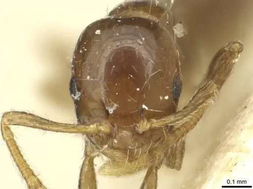 Monomorium disoriente specimen