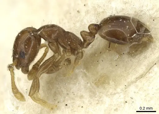 Monomorium disoriente specimen