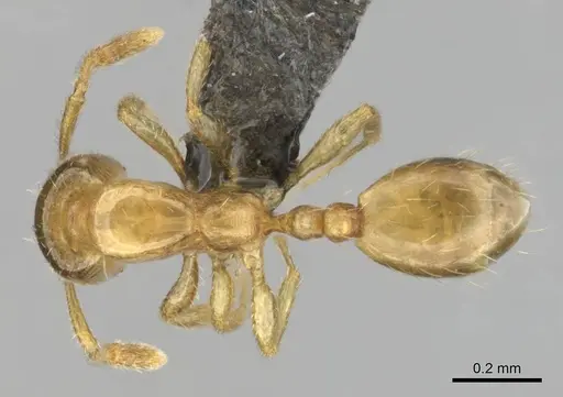 Monomorium dolatu specimen