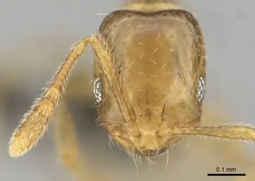 Monomorium dolatu specimen