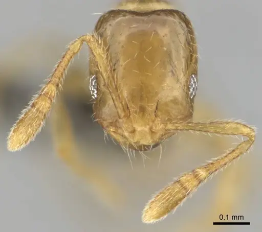 Monomorium dolatu specimen