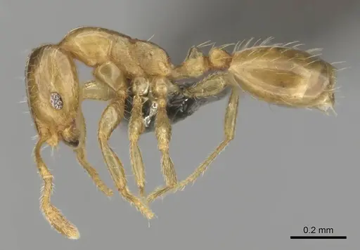 Monomorium dolatu - CASENT0255231