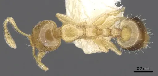 Monomorium dolatu - CASENT0902238