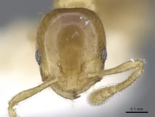 Monomorium dolatu - CASENT0902238