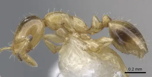 Monomorium dolatu - CASENT0902238