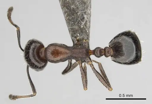 Monomorium drapenum specimen