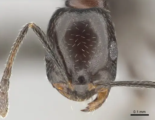 Monomorium drapenum specimen