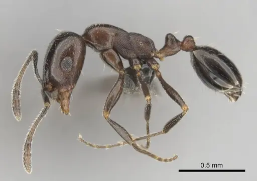 Monomorium drapenum - CASENT0814144