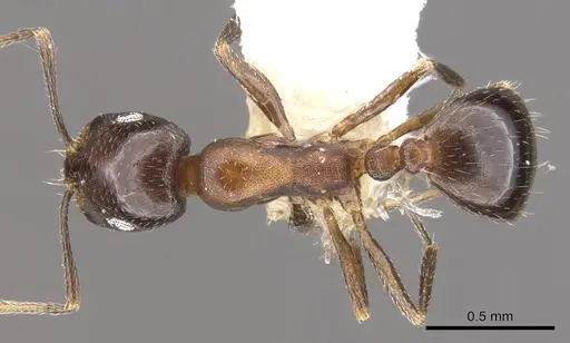 Monomorium drapenum - CASENT0902201