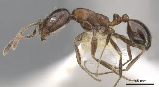 Monomorium drapenum - CASENT0902201