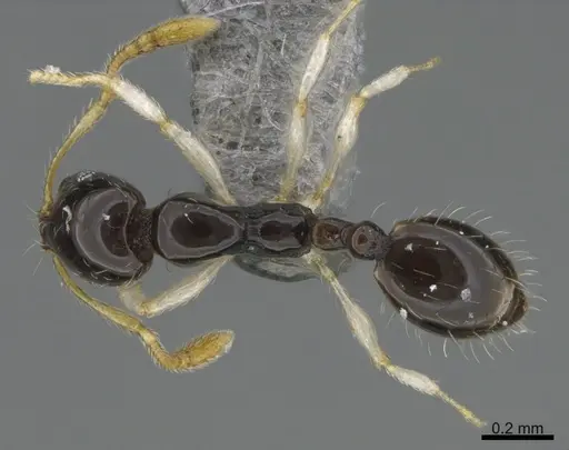 Monomorium draxocum specimen