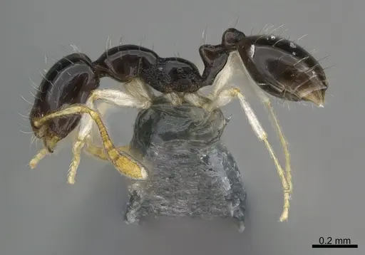 Monomorium draxocum specimen