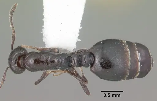 Monomorium ebeninum specimen