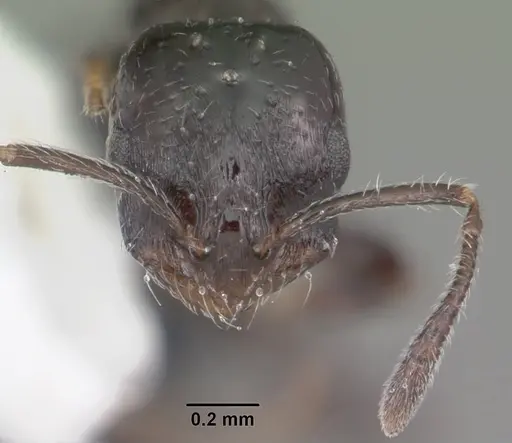 Monomorium ebeninum specimen