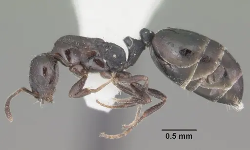 Monomorium ebeninum specimen