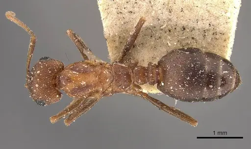 Monomorium effractor specimen