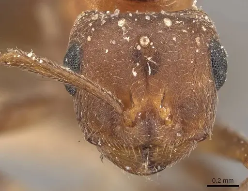Monomorium effractor specimen