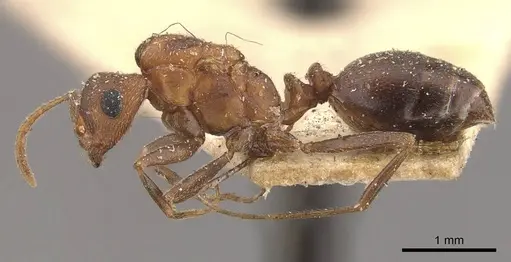 Monomorium effractor specimen