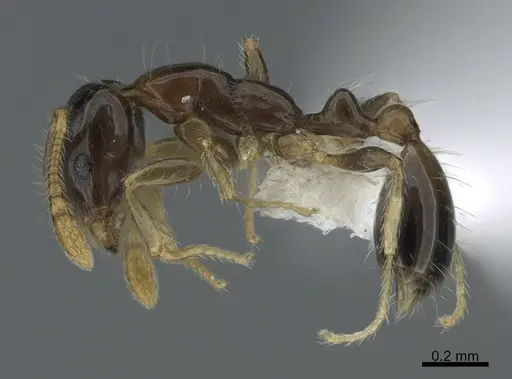 Monomorium egens specimen