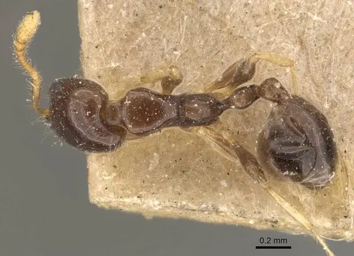 Monomorium egens - CASENT0908697