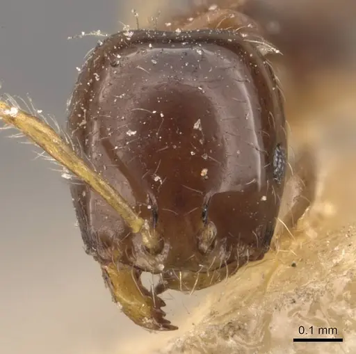 Monomorium egens - CASENT0908697