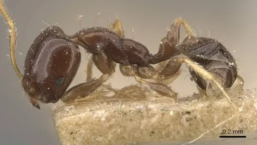 Monomorium egens - CASENT0908697