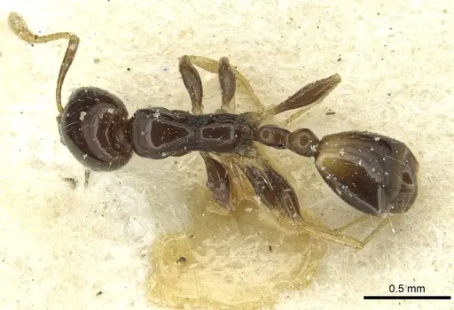 Monomorium egens - CASENT0913576