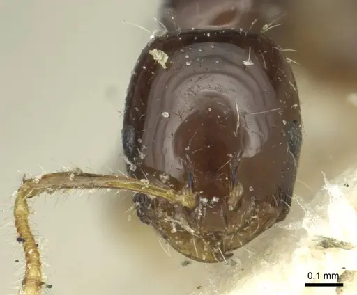 Monomorium egens - CASENT0913576