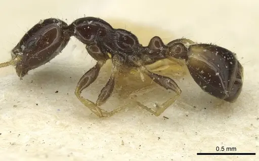 Monomorium egens - CASENT0913576