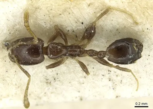 Monomorium egens - CASENT0913577