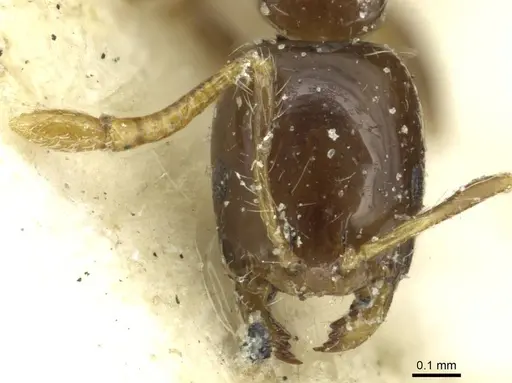 Monomorium egens - CASENT0913577