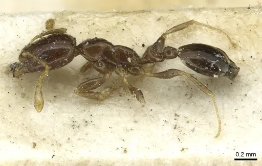 Monomorium egens - CASENT0913577