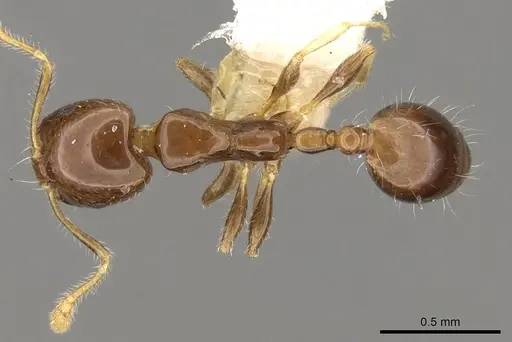 Monomorium egens - CASENT0914330