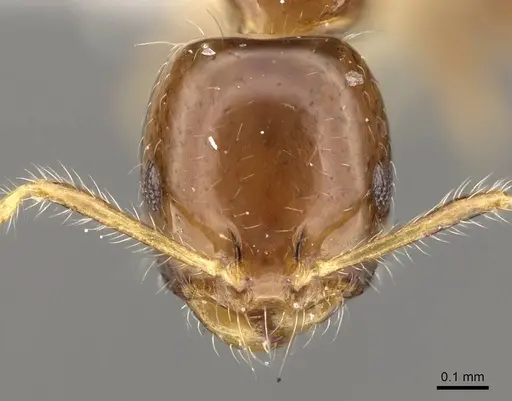 Monomorium egens - CASENT0914330