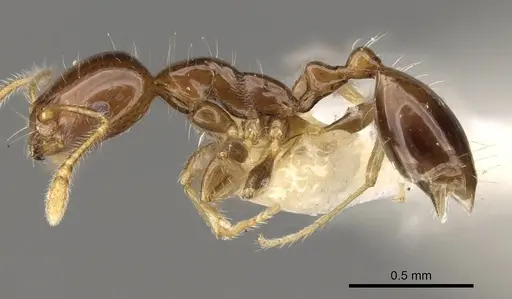 Monomorium egens - CASENT0914330