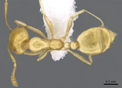 Monomorium elghazalyi specimen