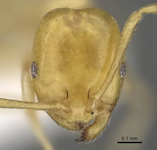 Monomorium elghazalyi specimen