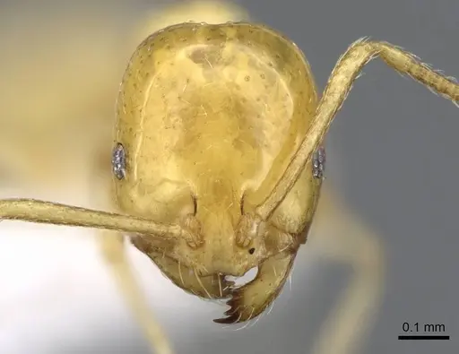 Monomorium elghazalyi specimen