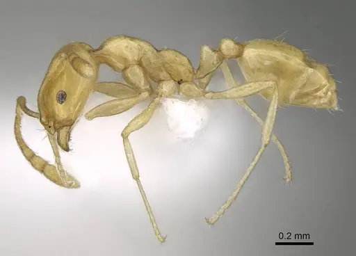 Monomorium elghazalyi - CASENT0746626