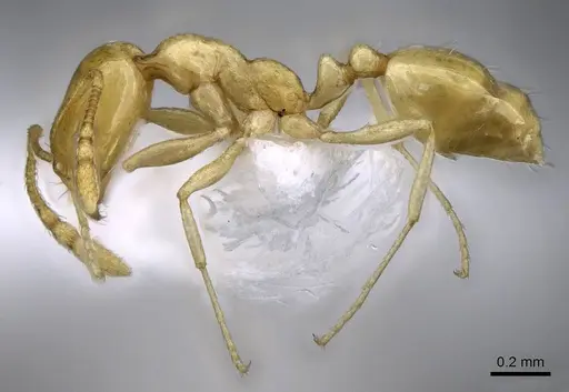 Monomorium elghazalyi - CASENT0746626