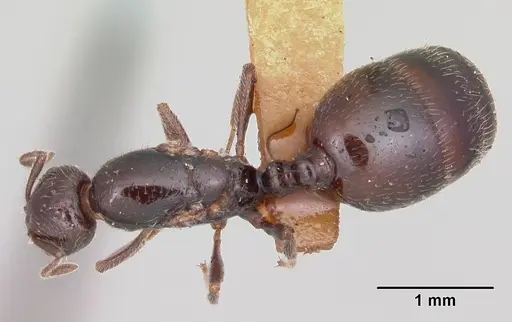 Monomorium emarginatum specimen
