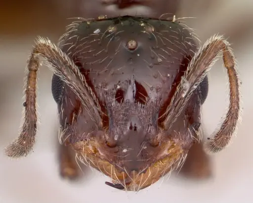 Monomorium emarginatum specimen