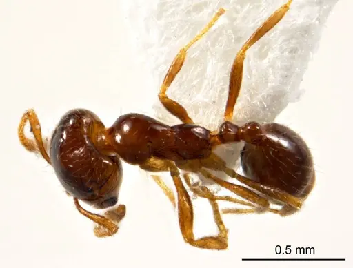 Monomorium eremophilum specimen