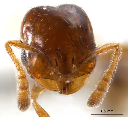 Monomorium eremophilum specimen