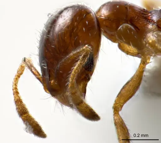 Monomorium eremophilum specimen