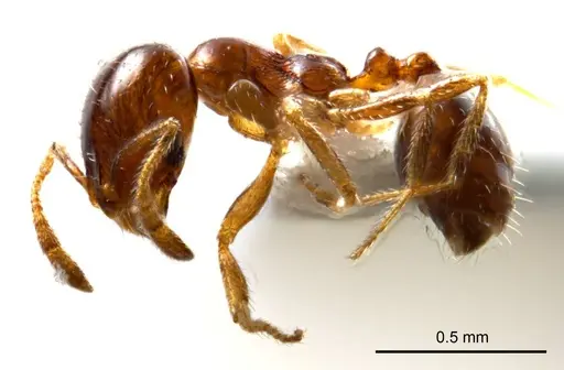 Monomorium eremophilum - ANTWEB1008676