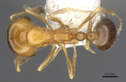 Monomorium eremophilum - CASENT0902303